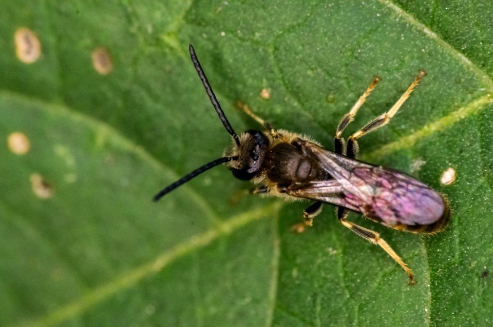 Lasioglossum calceatum (Scopoli, 1763)