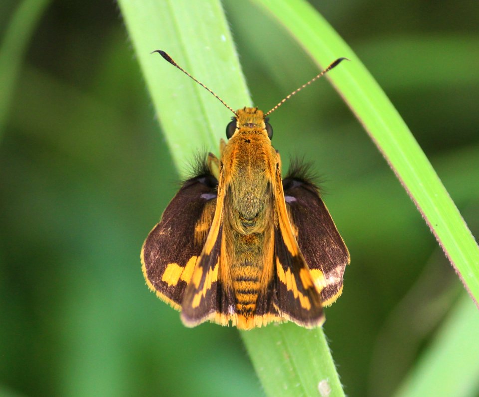 Potanthus spp. – Dart spp.