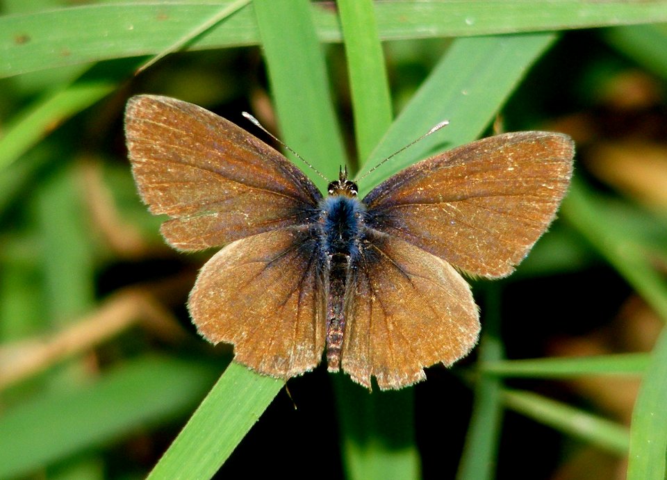 Tailless Lineblue female