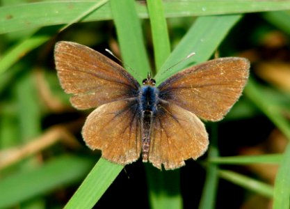 Tailless Lineblue female