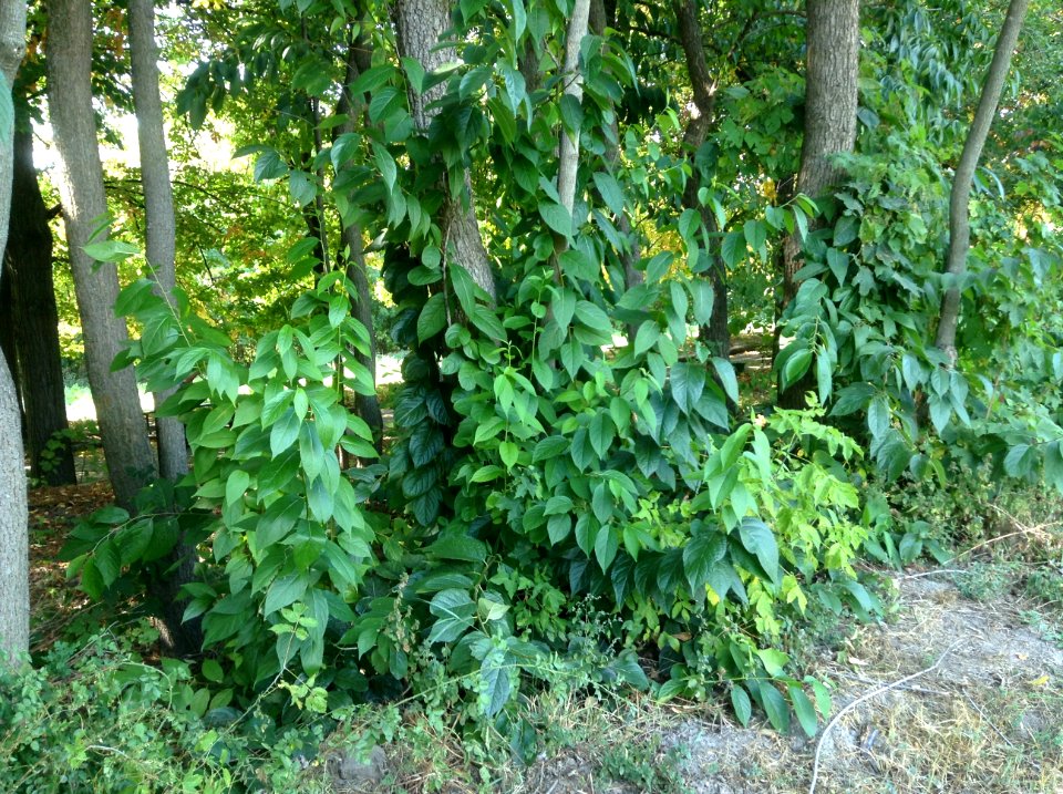 Eucommia ulmoides