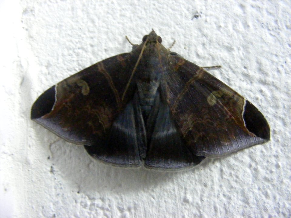 Pindara illibata, Noctuidae, Catocalinae