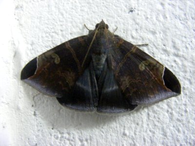 Pindara illibata, Noctuidae, Catocalinae
