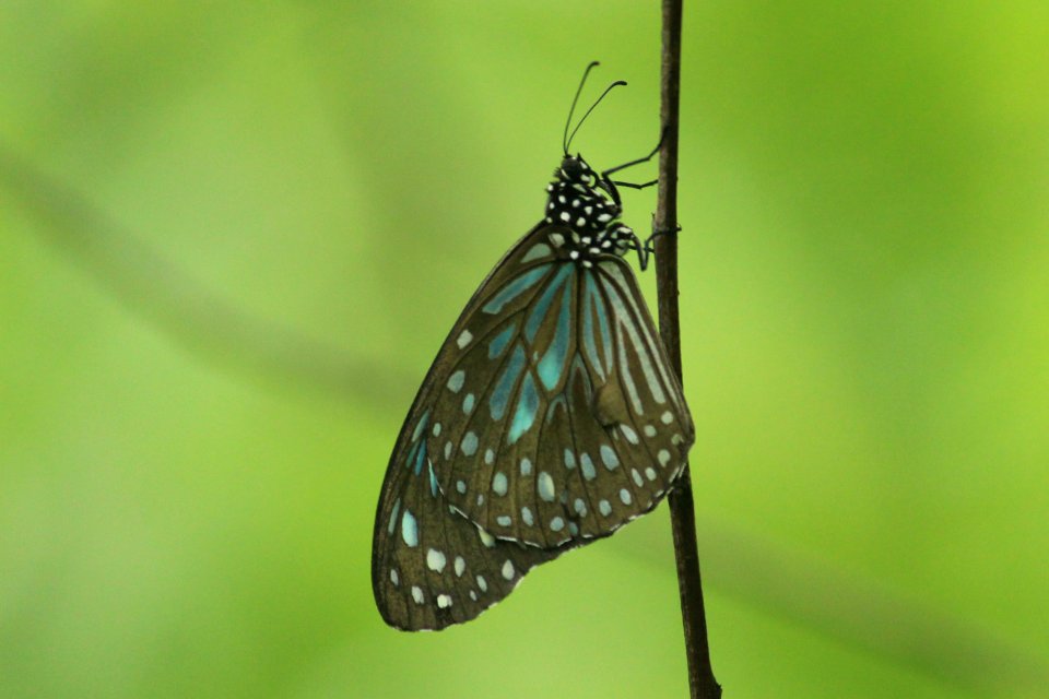 Tirumala septentrionis (Butler, 1874) – Dark Blue Tiger