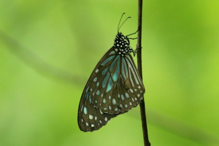 Tirumala septentrionis (Butler, 1874) – Dark Blue Tiger