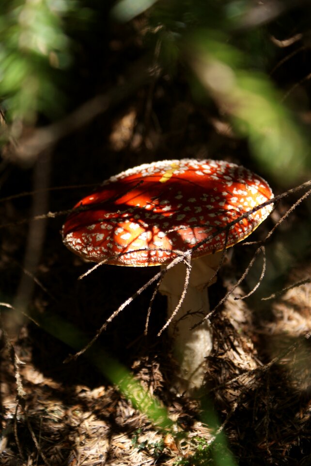 Light and shadow summer forest