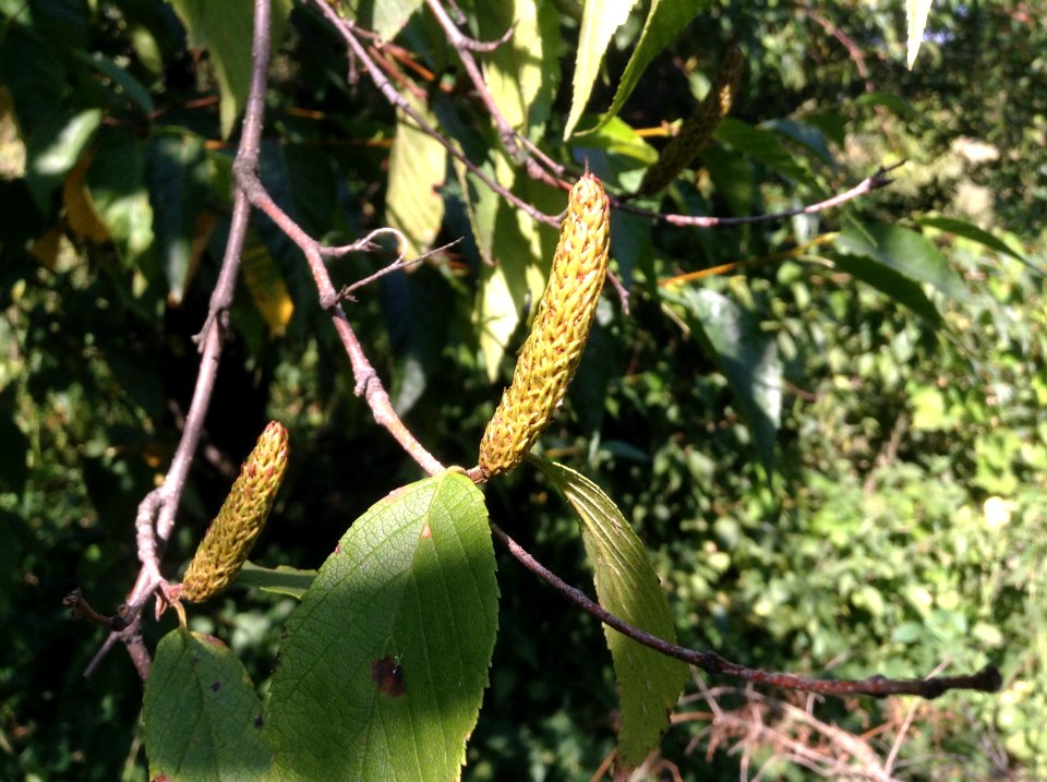Betula schmidtii. Fruits