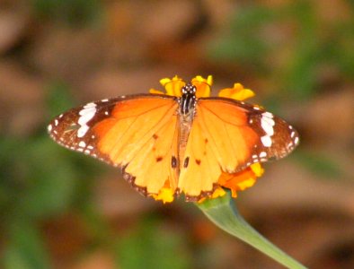 Plain Tiger (Danaus chrysippus) photo