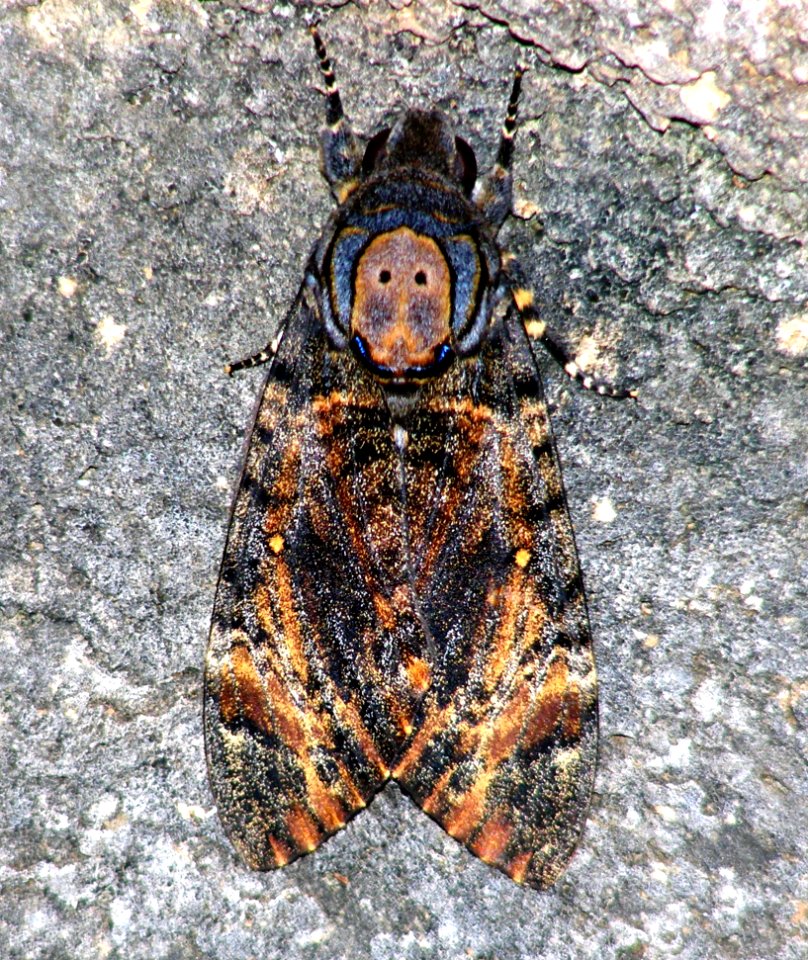 Death's-head Hawkmoth