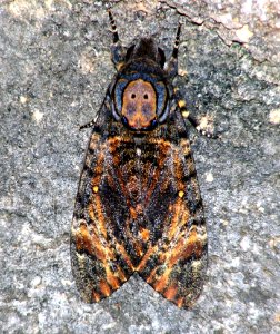 Death's-head Hawkmoth