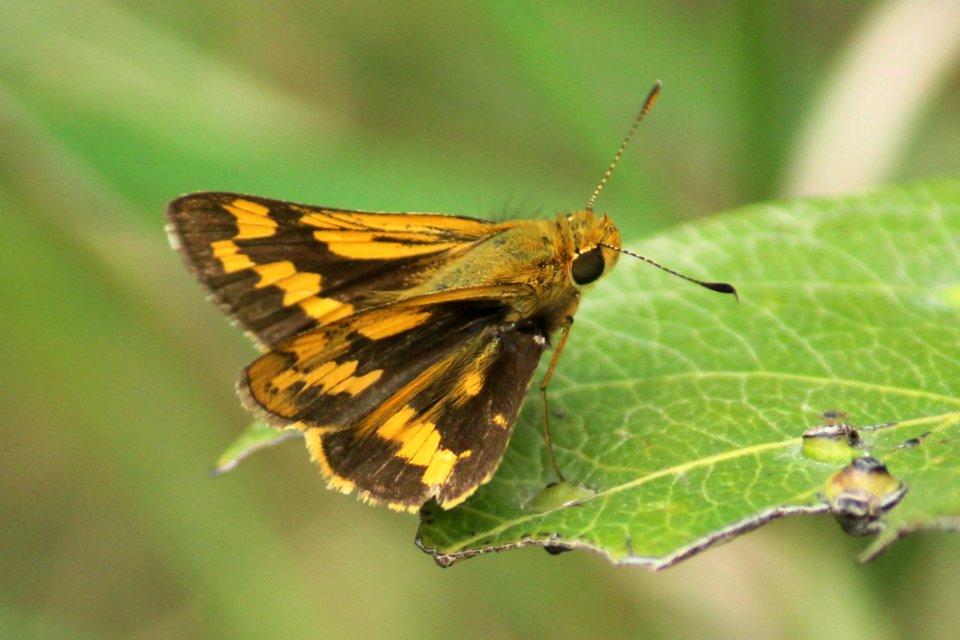 Potanthus spp. – Dart spp.