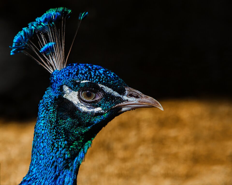 Feathers blue animals