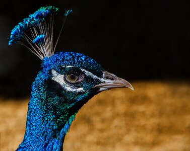Feathers blue animals