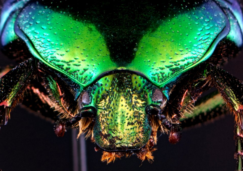 Cetonia aurata (Linnaeus, 1761)