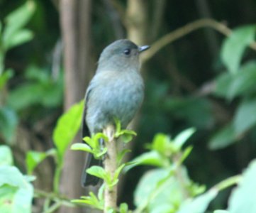 Nilgiri flycatcher (Eumyias albicaudatus) photo