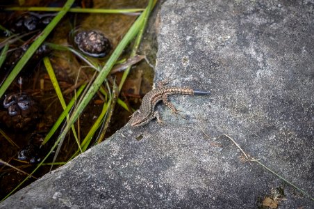 Fontainebleau - 2018/06/16 photo