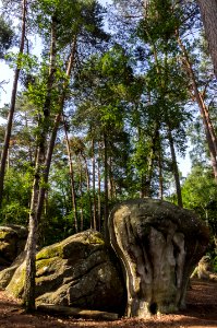 Fontainebleau - 2018/06/16