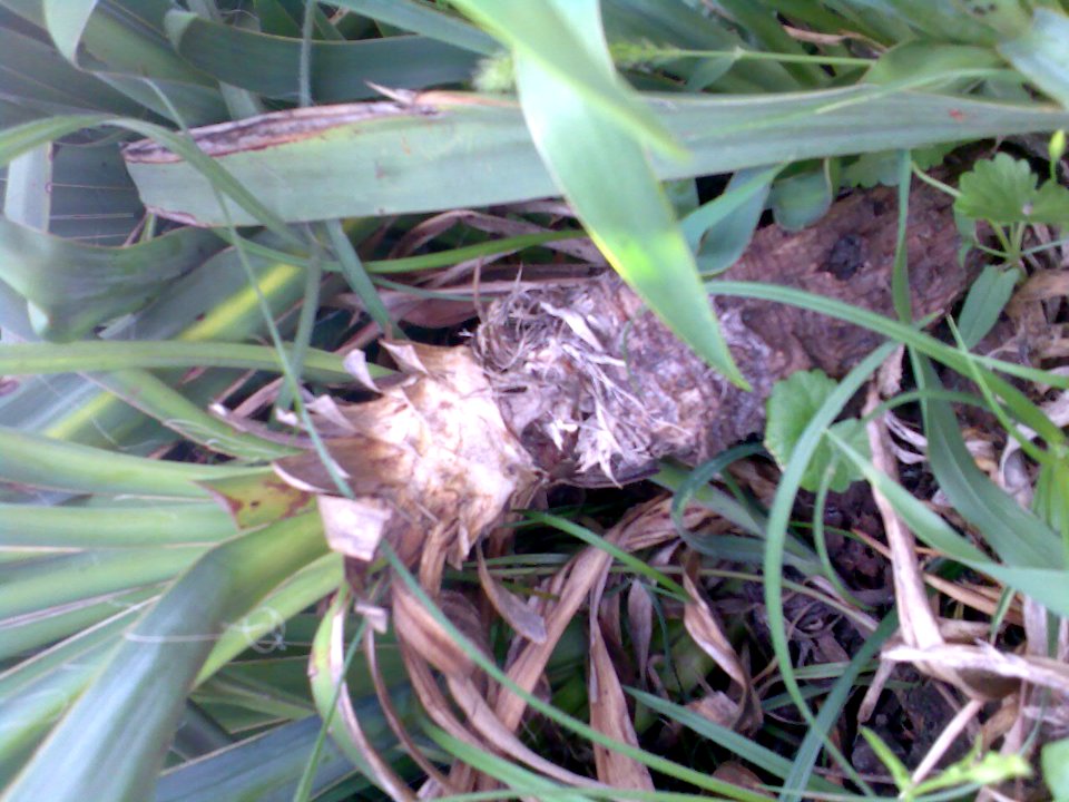 Yucca filamentosa. Small trunk