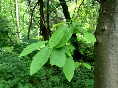 Castanea sativa. Leaves