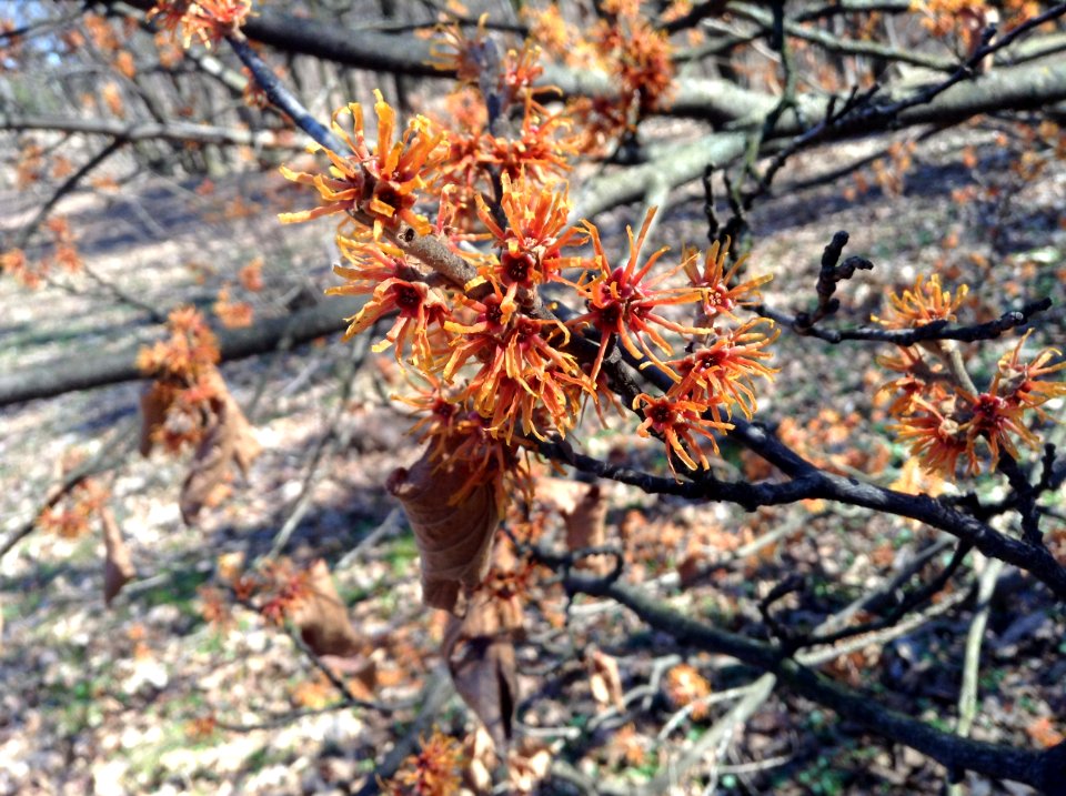 Hamamelis virginiana