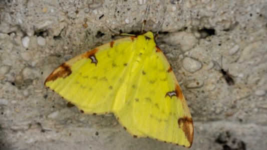 Opisthograptis luteolata (Linnaeus, 1758)