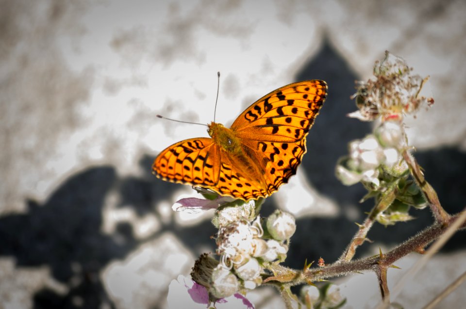 Fontainebleau - 2018/06/16
