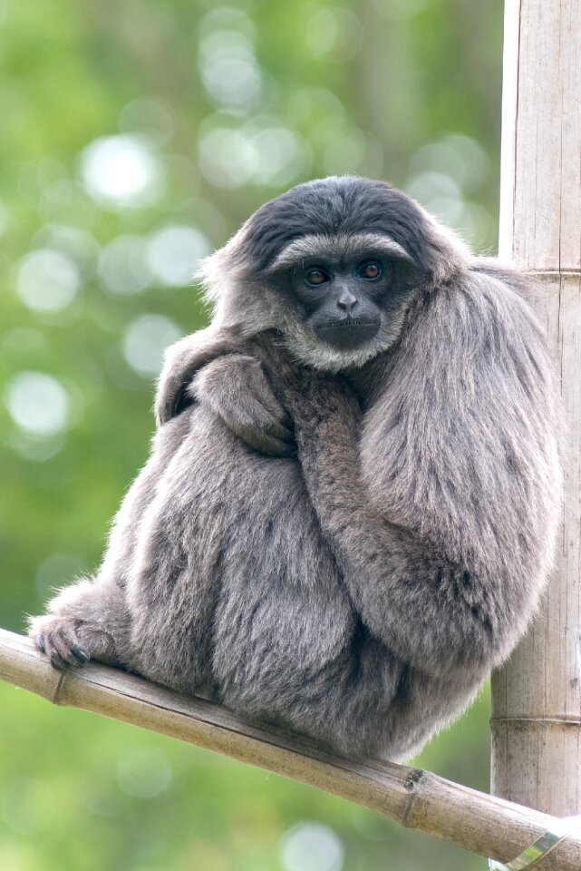Gibbon zoo zooaufnahme