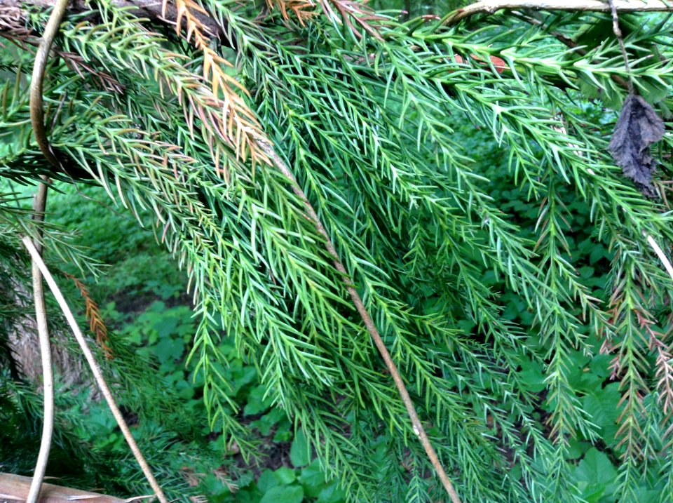 Cryptomeria japonica. Leaves