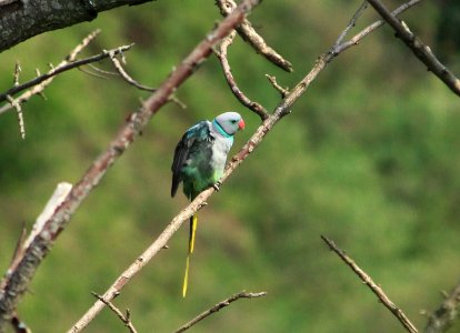 blue-winged parakeet, also known as the Malabar parakeet (Psittacula columboides) photo