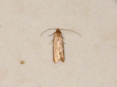 id please