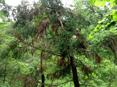 Cryptomeria japonica