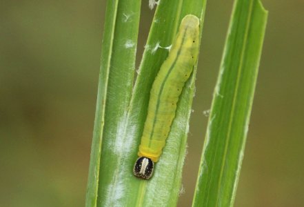 Suastus gremius (Fabricius, 1798) – Oriental Palm Bob