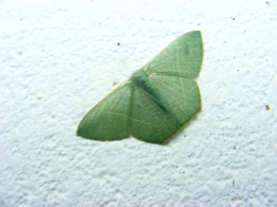 Pelagodes sp., Geometridae, Geometrinae