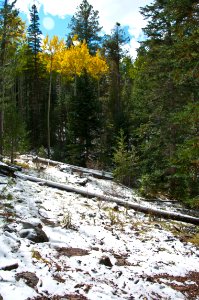 Early Autumn Snow