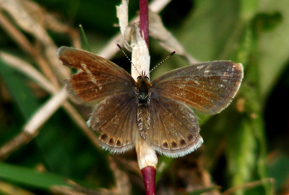 Eastern Grass Jewel (Freyeria putli)