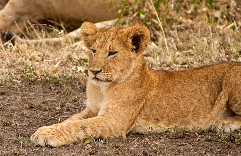 Animal baby cute