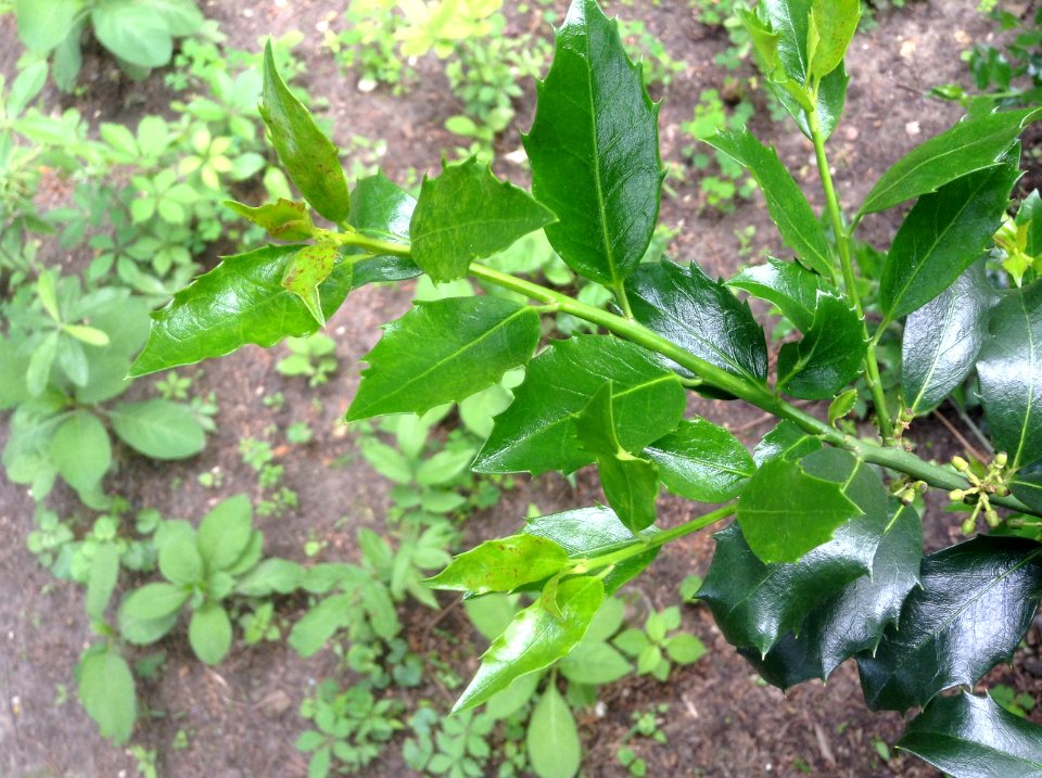 Ilex aquifolium. Leaves.