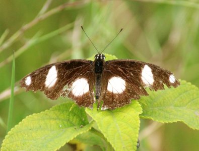 Hypolimnas misippus Linnaeus, 1764﻿﻿ – Danaid Eggfly (Male)