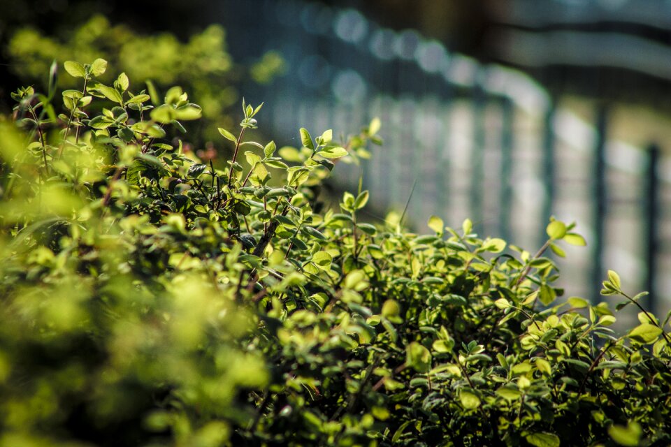 Nature leaves grass