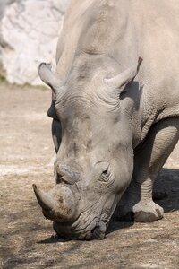 Pachyderm rhinoceros horn photo