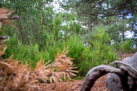 Fontainebleau - 2018/06/16