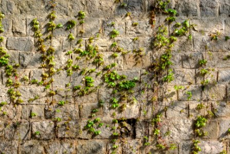 Stone wall with ivy