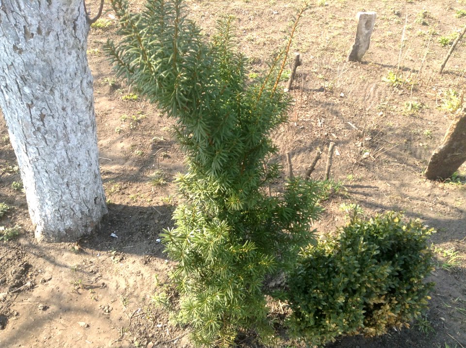 Taxus baccata and Buxus sempervirens