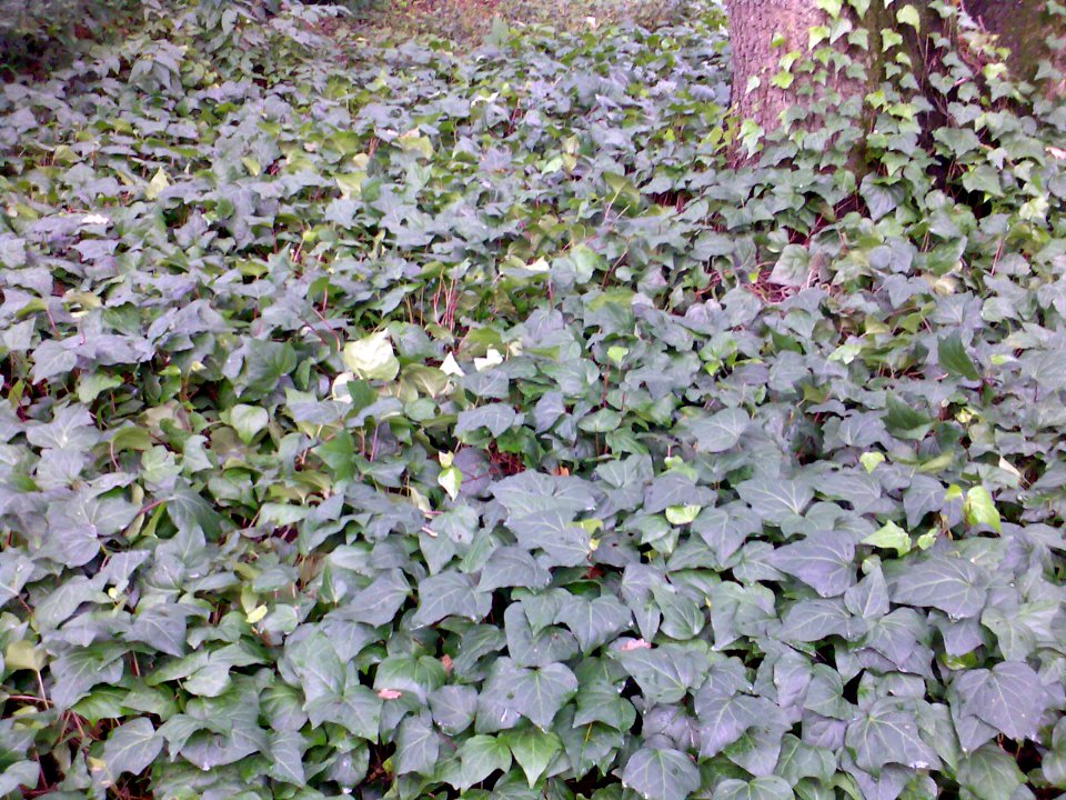Hedera canariensis
