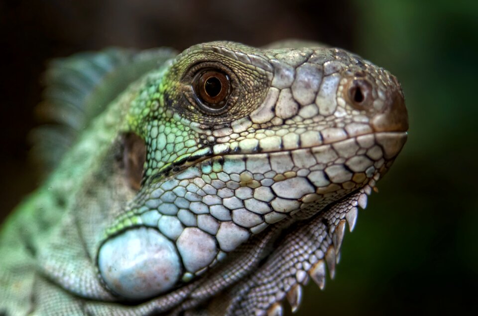 Creature iguana gecko