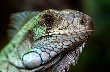 Creature iguana gecko photo