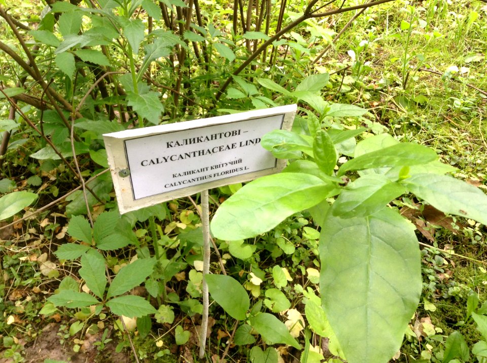 Calycanthus floridus