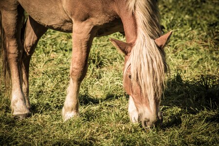 Brown eat grass
