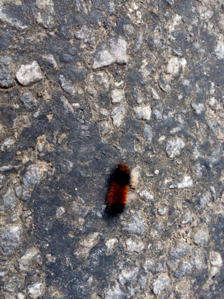 Tiny Woolly Worm
