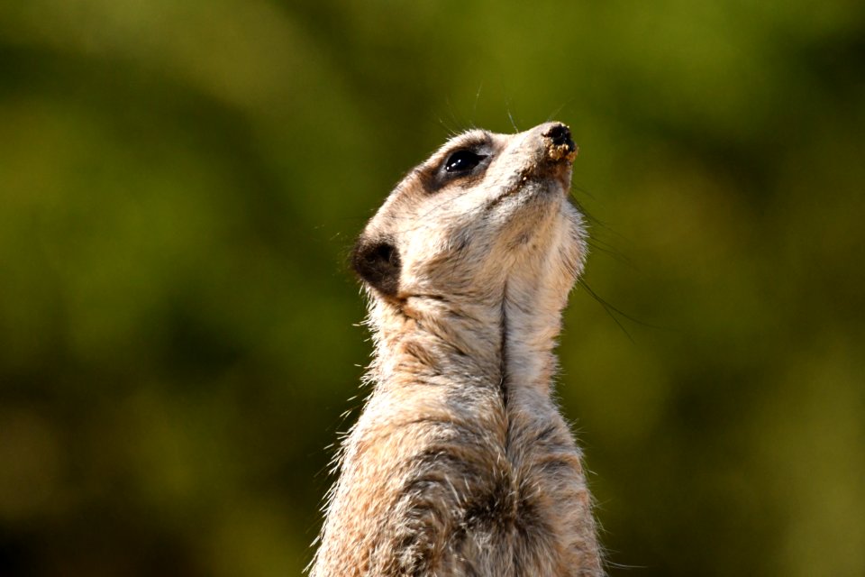 Portrait of a Meerkat